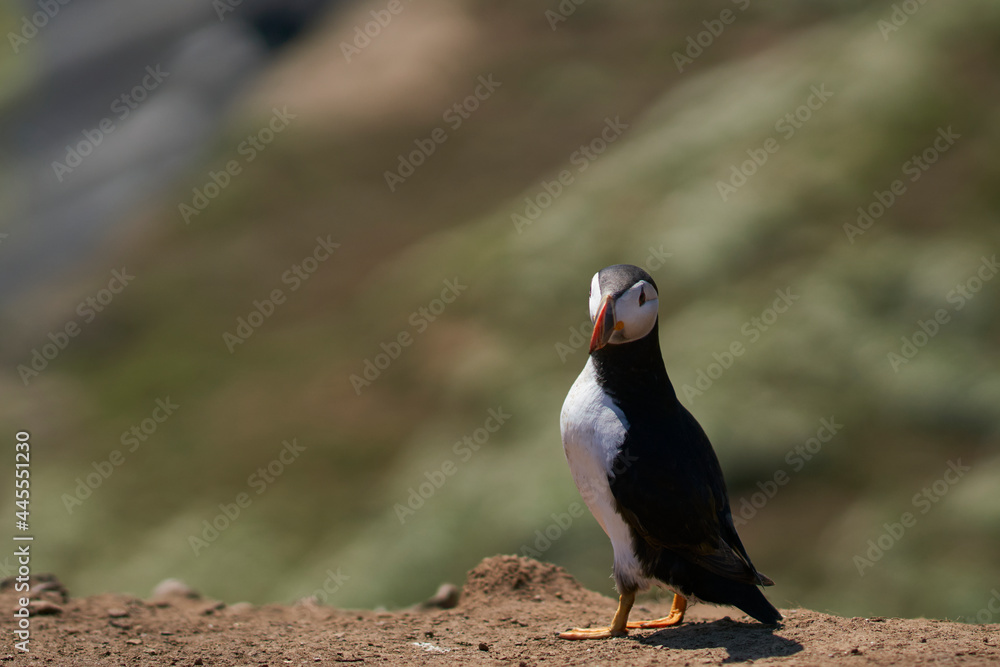 Fototapeta premium Atlantic puffin (Fratercula arctica) on the cliffs of Skomer Island off the coast of Pembrokeshire in Wales, United Kingdom