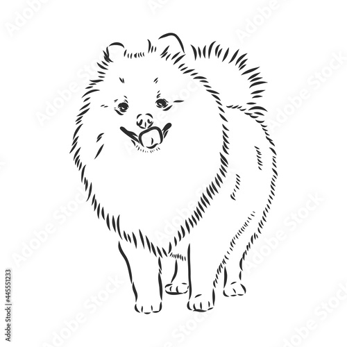 Vector black and white illustration of dog breed Pomeranian isolated on white background spitz vector sketch