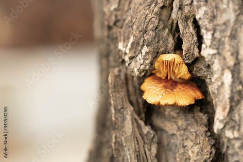 Mushrooms growing on trees.