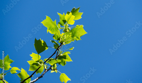 Young bright green leaves of Tulip tree (Liriodendron tulipifera), called Tuliptree, American or Tulip Poplar on blue sky background. Selective focus. There is place for text