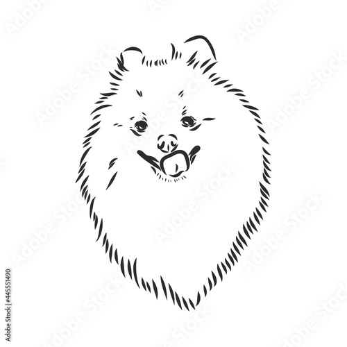 Vector black and white illustration of dog breed Pomeranian isolated on white background spitz vector sketch