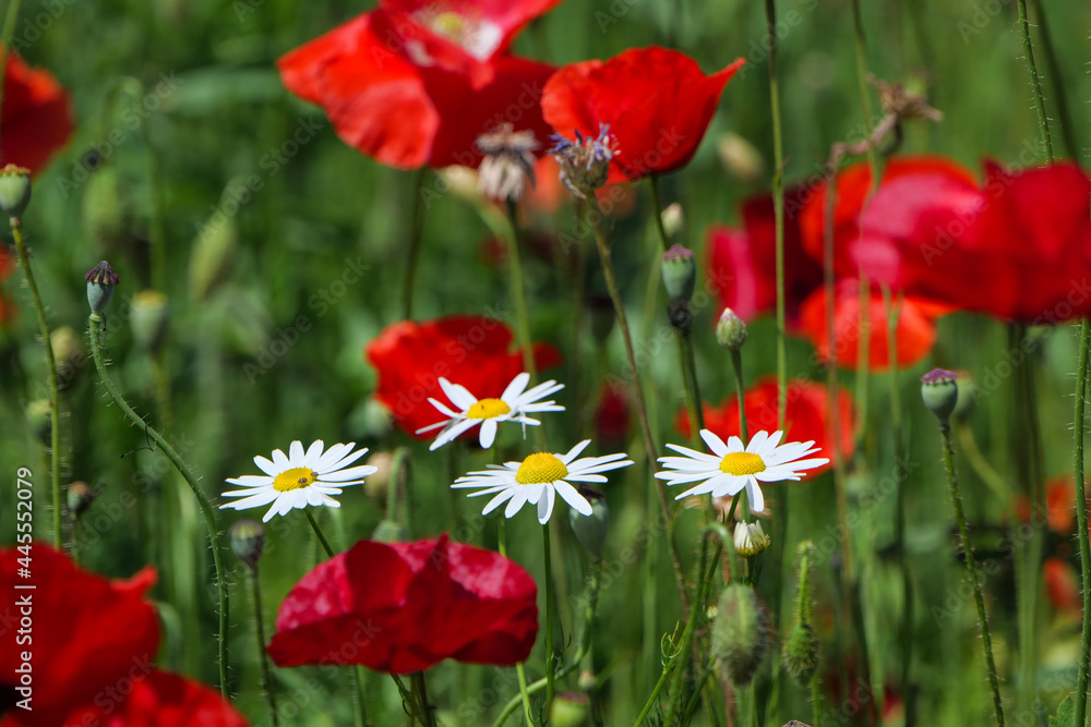 fiori e papaveri fiori e papaveri