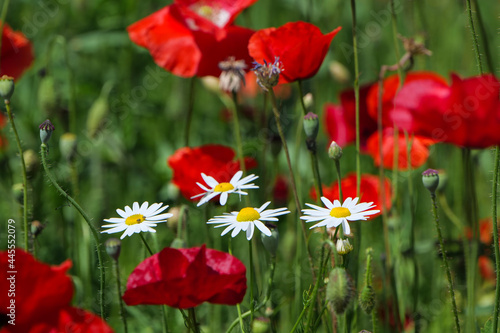 fiori e papaveri