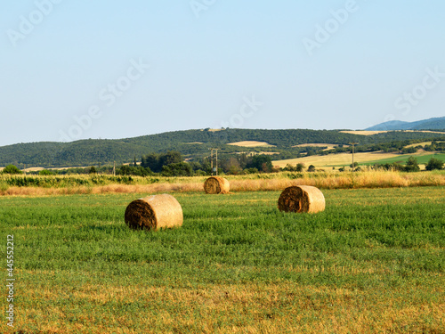 Tres alpacas redondas en un campo sembrado.