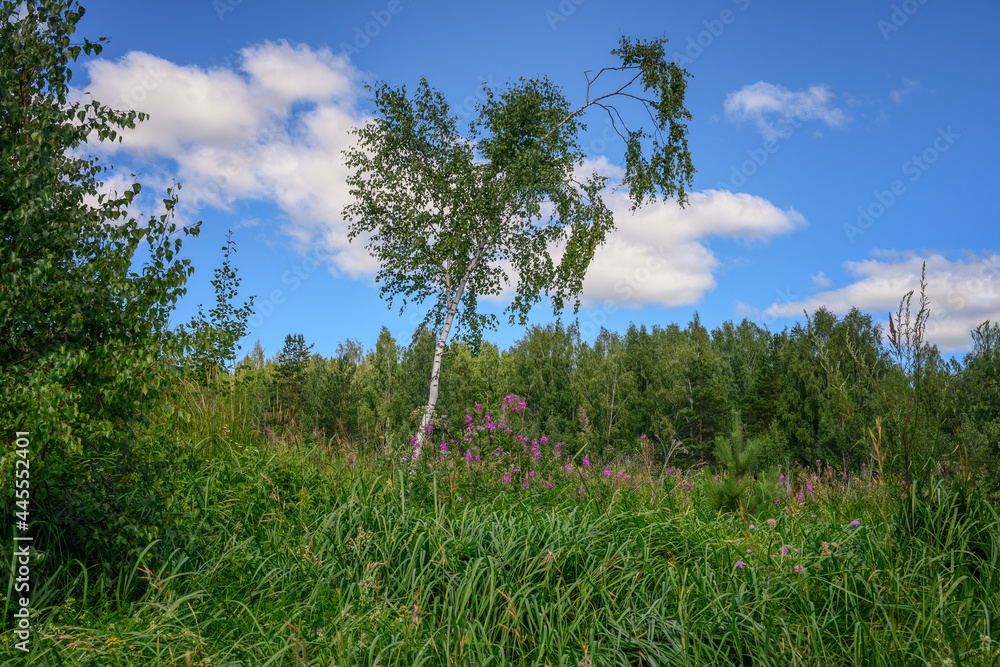 Summer forest landscape with a single thin birch framed by lush grass, purple flowers, deciduous trees and a blue sky with white clouds. View from below. Middle Ural (Russia) 
