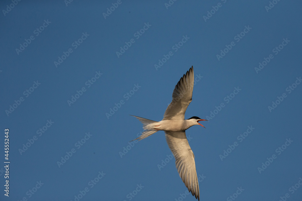 Obraz premium Fishing tern