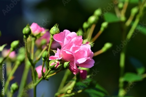 Close up of pink rose blossom on the bush