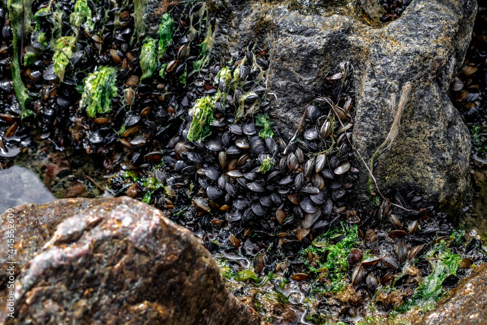 A group of Black Sea mussels growing on a granite stone, close-up. Bivalve Seashell Colony Texture A group of Black Sea mussels growing on a granite stone, close-up. Bivalve Seashell Colony Texture