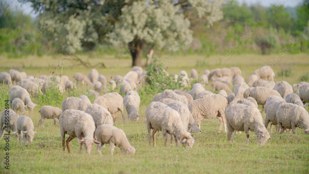 Huge flock of sheep grazing in green field landscape. 