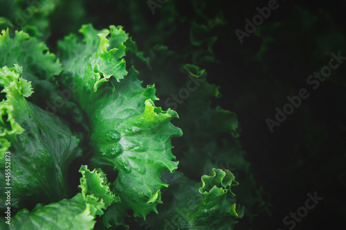 Closeup of rows of organic healthy green lettuce plants. Local vegetable planting farm. Fresh Green Curly iceberg salad leaves growing texture. Natural vegetable garden background. Copy space