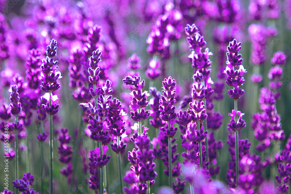 Fototapeta premium Selective focus Lavender flowers at sunset rays, Blooming Violet fragrant lavender flower summer landscape. Growing Lavender, harvest, perfume ingredient, aromatherapy. Lavender field lit by sunlight