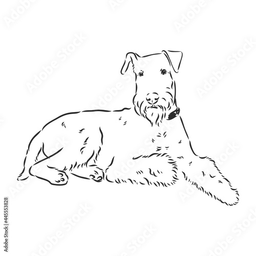 Airedale Terrier Dog. hand drawn. Vector illustration