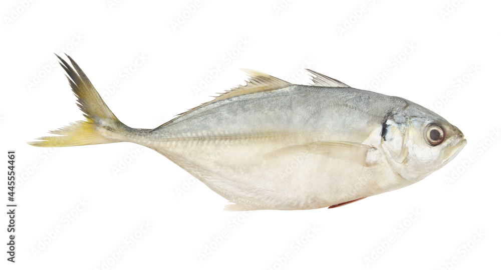 Yellowtail scad isolated on white, Atule mate
