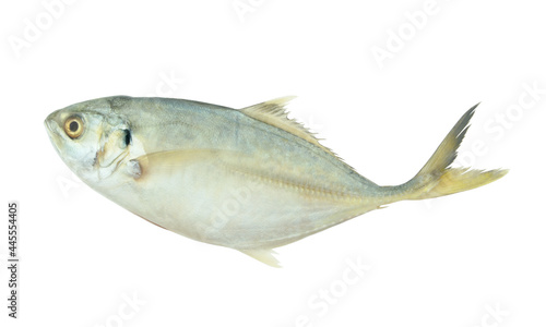 Yellowtail scad fish isolated on white background