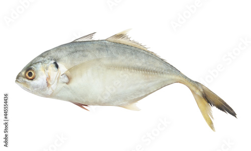 Fresh yellowtail scad fish isolated on white background