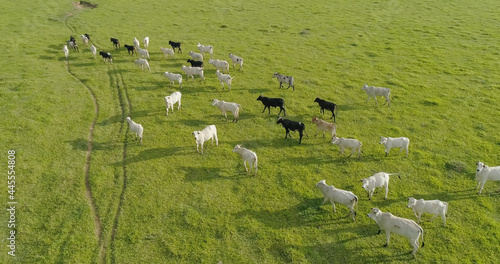 Aerial view of herd nelore cattel on green pasture in Brazil photo