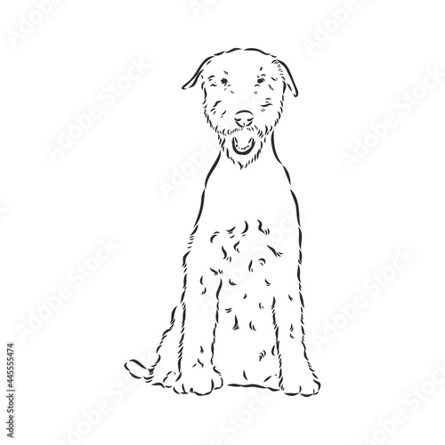 Airedale Terrier Dog. hand drawn. Vector illustration
