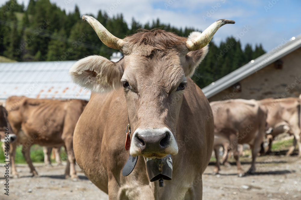 horned_cow