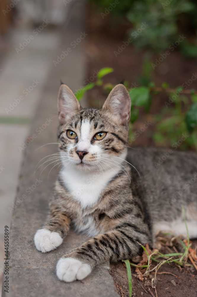 Sweet cat, kitten, stray cat, portreit, posing