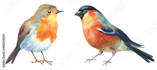 Fotografiet watercolor robin and bullfinch birds isolated on white background