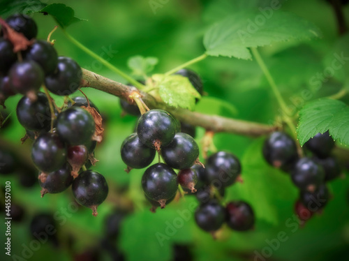 Sweet black berry currant growing on bush with leaves green
