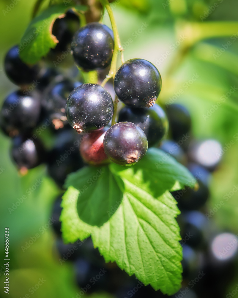 Sweet black berry currant growing on bush with leaves green Sweet black berry currant growing on bush with leaves green