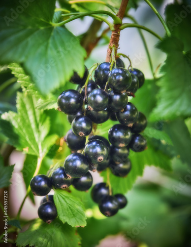 Sweet black berry currant growing on bush with leaves green