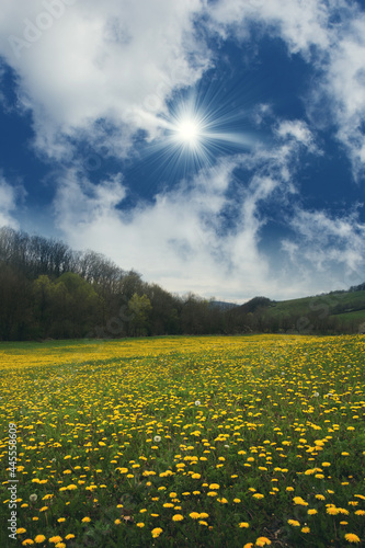 field with yellow dandelion...
