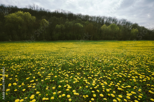 dandelions on a meadow in spring, vibrant landscape