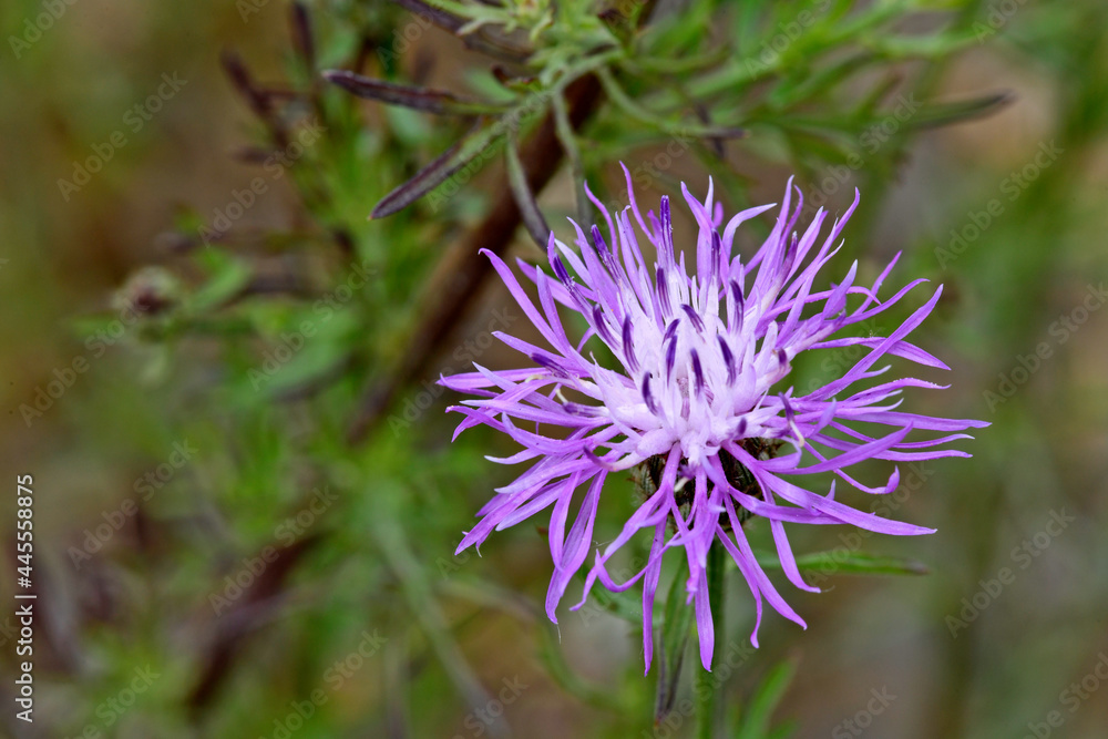 Wiesen-Flockenblume // Brown knapweed (Centaurea jacea) Wiesen-Flockenblume // Brown knapweed (Centaurea jacea)