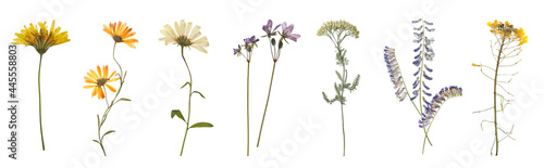 Set with beautiful dried meadow flowers on white background. Banner design