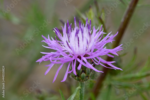 Brown knapweed    Wiesen-Flockenblume  Centaurea jacea 