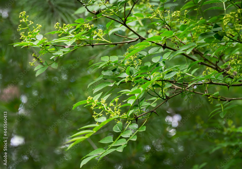 Green flowers of Zanthoxylum americanum, Prickly ash ( Sichuan pepper) a spiny tree with prickly branches. Close-up of zanthoxylum blooming in natural sunlight. Nature concept for design. Green flowers of Zanthoxylum americanum, Prickly ash ( Sichuan pepper) a spiny tree with prickly branches. Close-up of zanthoxylum blooming in natural sunlight. Nature concept for design.
