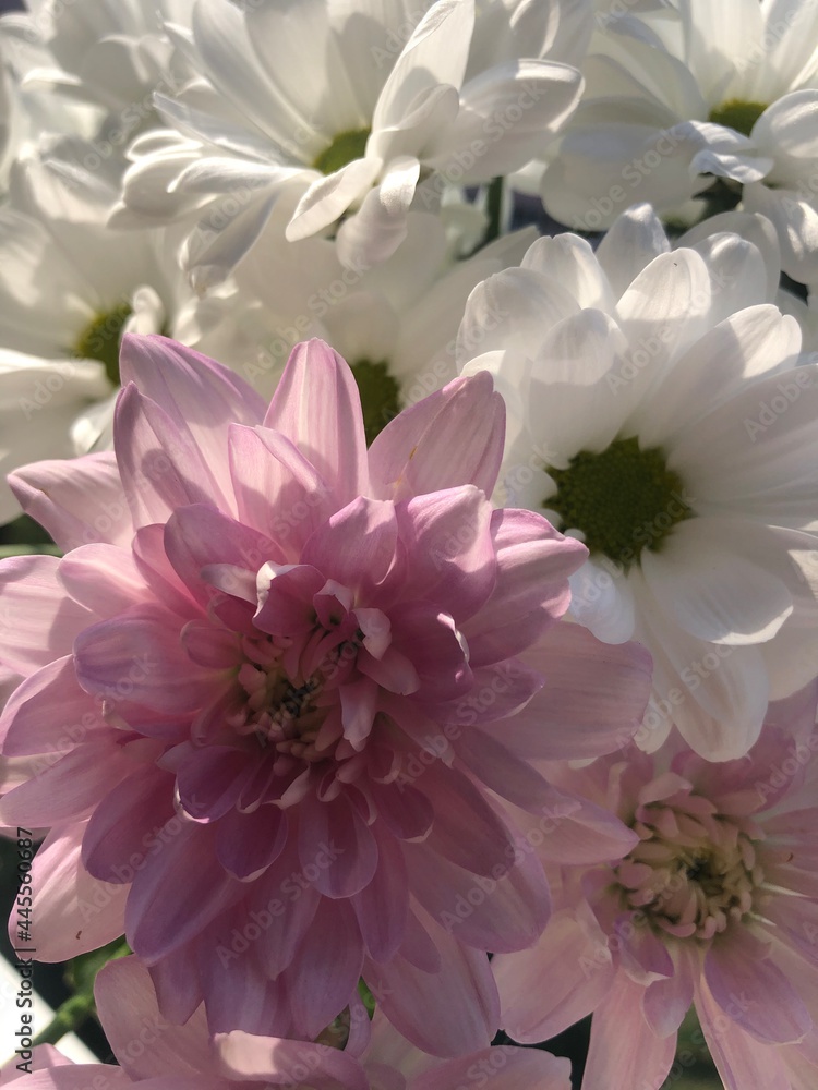 Fototapeta premium pink chrysanthemum flowers