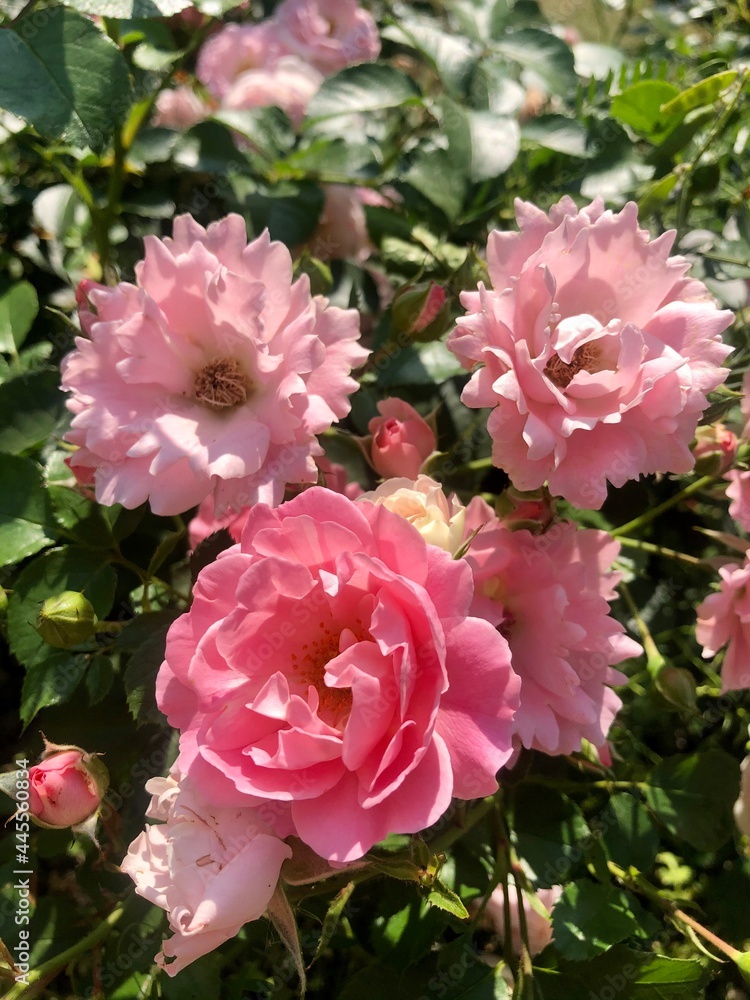 pink roses in garden