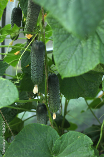 Cucumber manhole with flowering, cucumber germs and cucumbers in the greenhouse