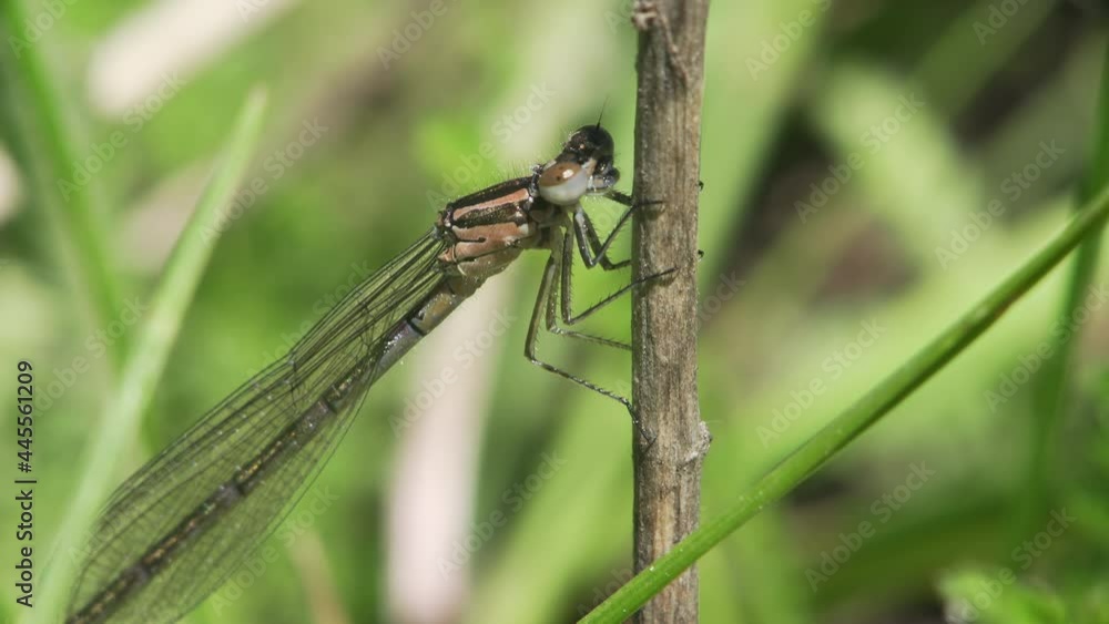 Macro of a dragonfly Lestes Dryas, hiding on a dry stem of a plant among green grass, waiting for prey. Macro of a dragonfly Lestes Dryas, hiding on a dry stem of a plant among green grass, waiting for prey.