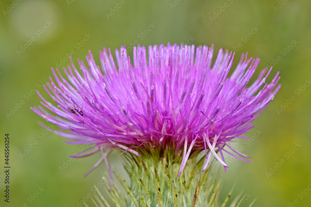 Obraz premium Spear thistle, bull thistle // Gewöhnliche Kratzdistel (Cirsium vulgare)