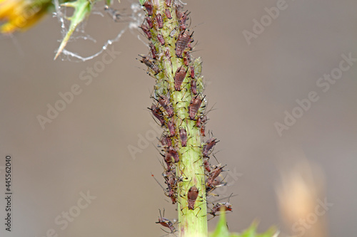 Blattläuse // greenfly, blackfly (Aphidoidea)