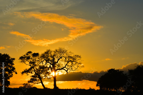 Sunset in the forest