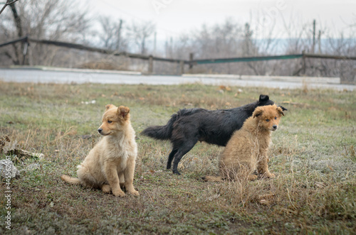 Fototapeta Naklejka Na Ścianę i Meble -  Yard dogs walk the streets in packs.