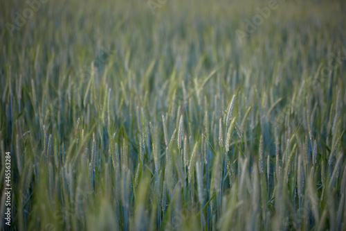 Sommer im Feld