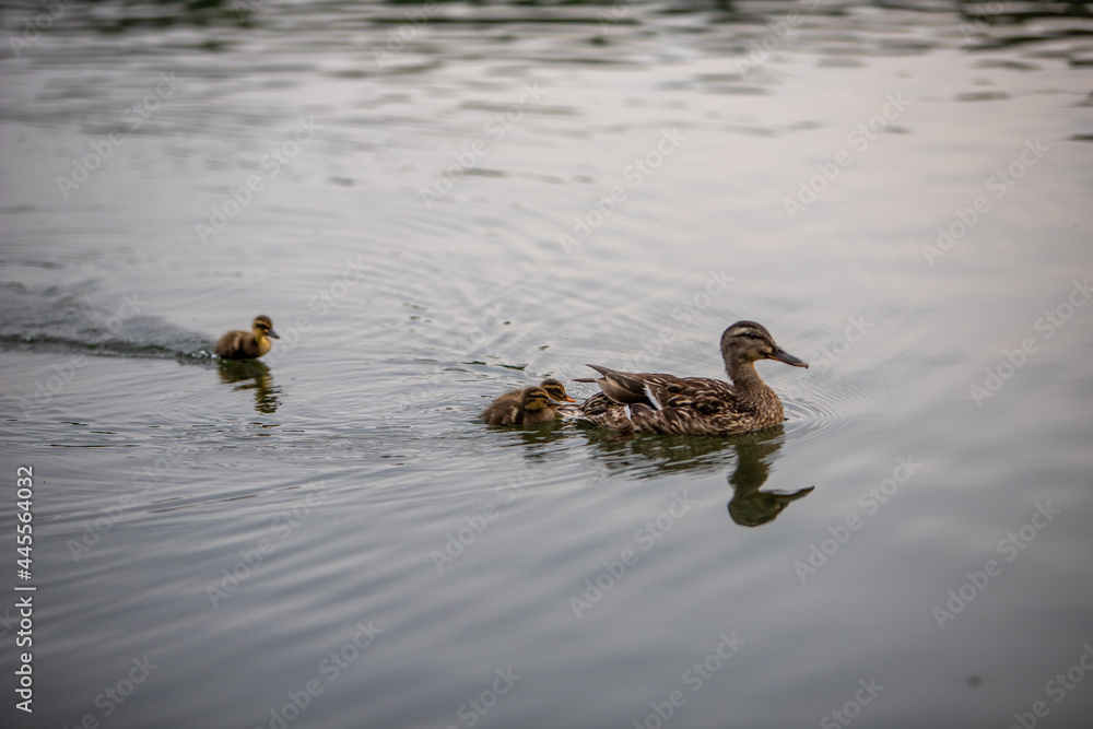 Eine Entenmutter mit ihren Küken im Wasser Eine Entenmutter mit ihren Küken im Wasser