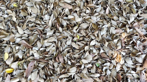 Natural dry leaves , dry leaves