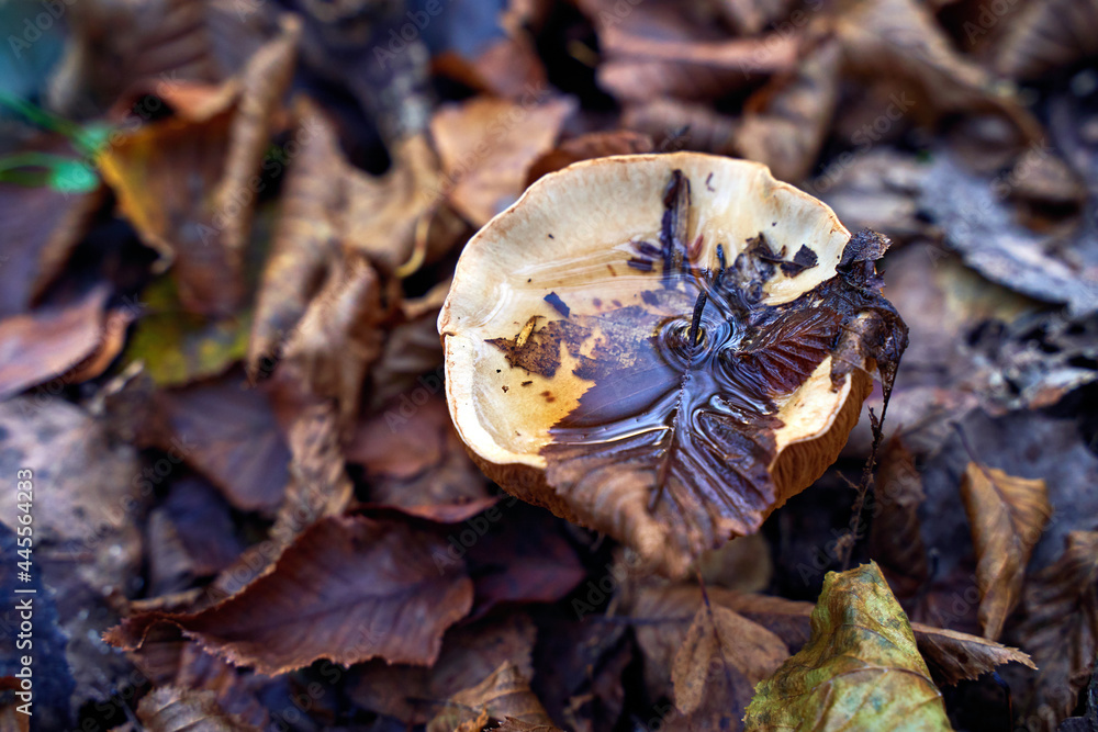 Fleecy milk-cap mushroom or lactifluus vellereus with water on the cap in wet fallen autumn leaves