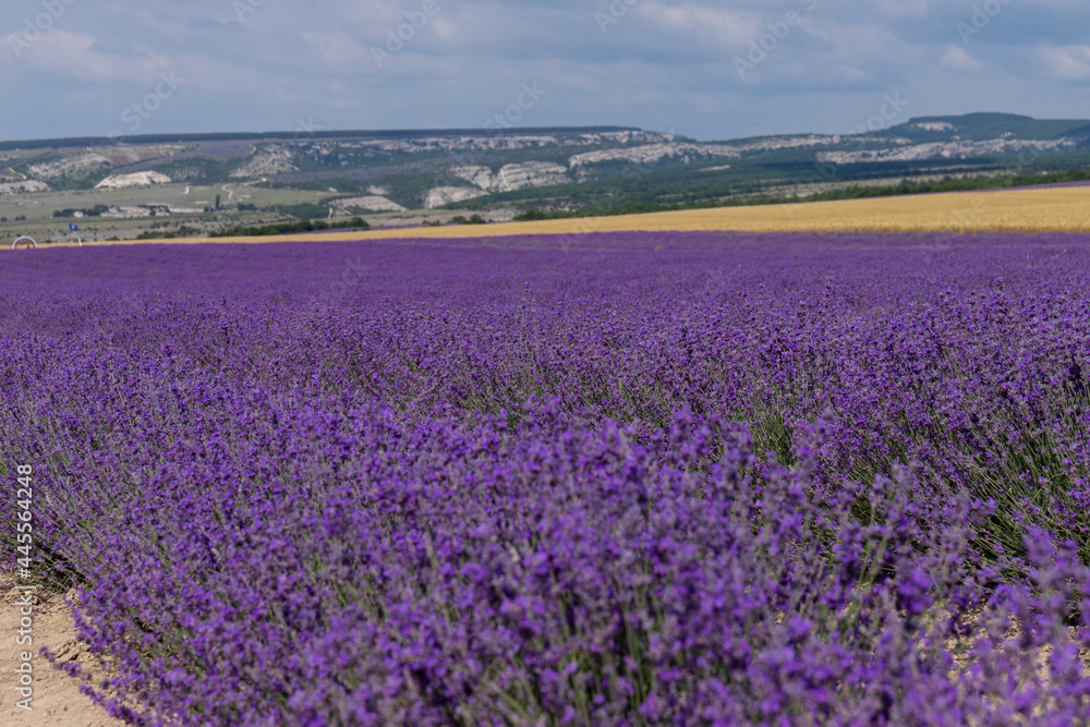 Blooming lavender in the summer. lavender blooming scented flowers. Blooming lavender in the summer. lavender blooming scented flowers.
