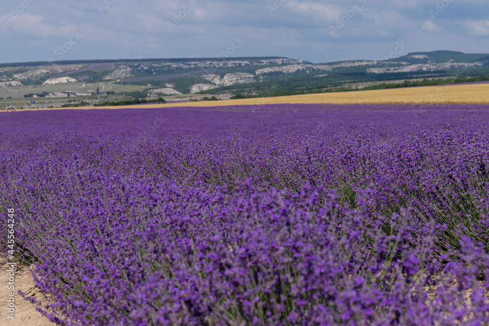 Blooming lavender in the summer. lavender blooming scented flowers.