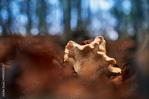 Obraz na płótnie Fleecy milk-cap mushroom or lactifluus vellereus in an autumn forest w salonie