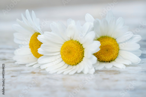 composition of three garden chamomile flowers on marble stone texture background. Backdrop with copy space. Selective focus on flowers