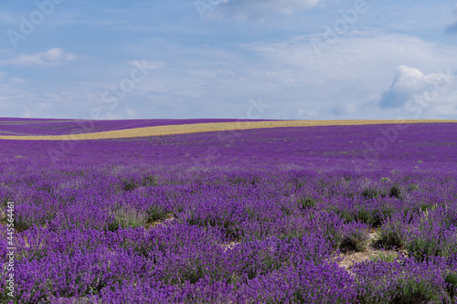 Blooming lavender in the summer. lavender blooming scented flowers.